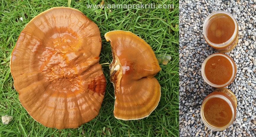 Ganoderma Powder