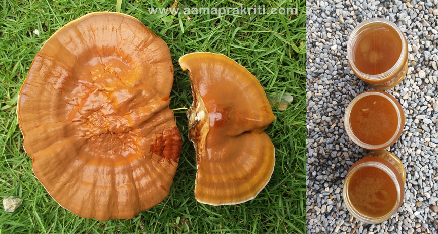 reishi mushroom